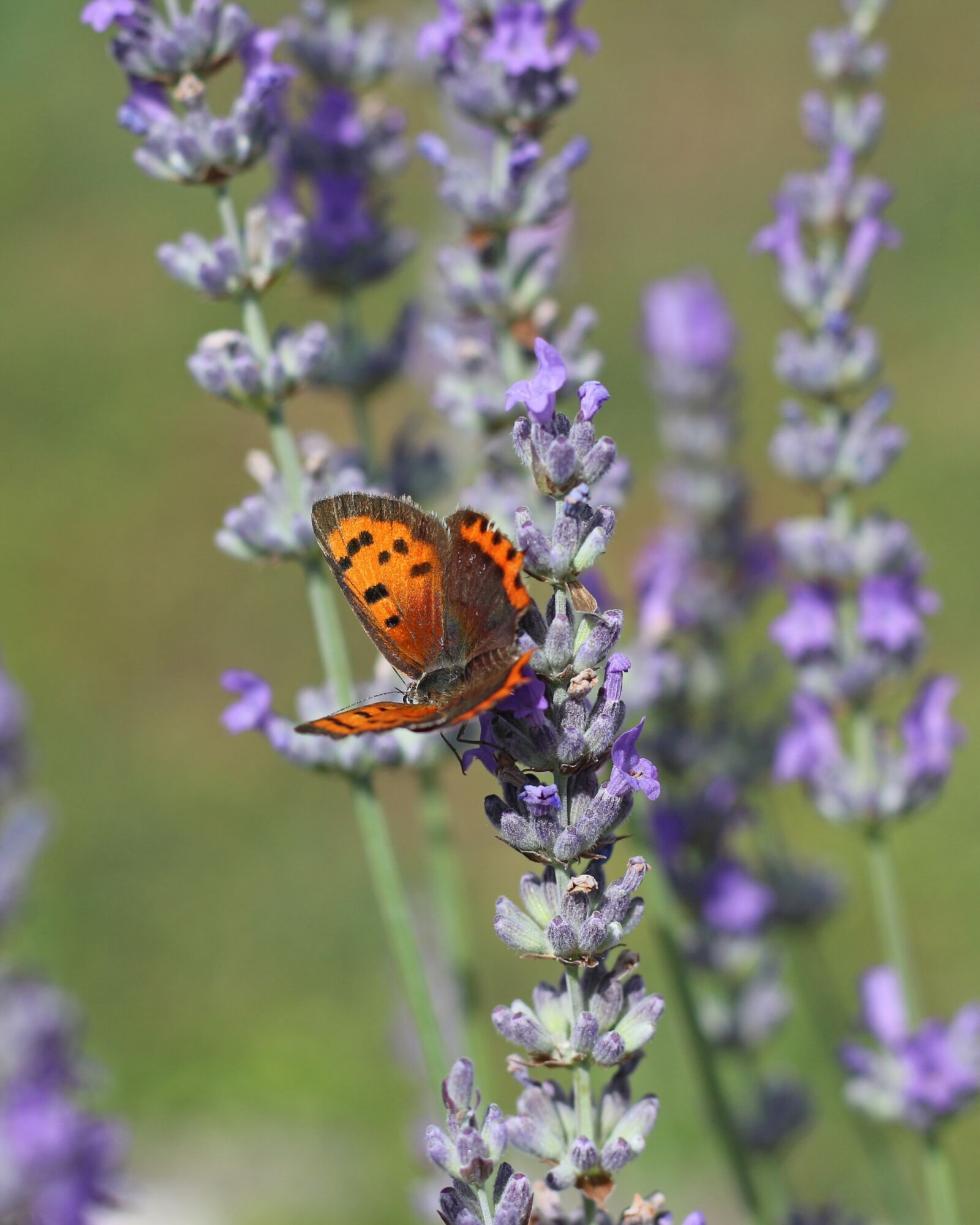 Canon EOS 700D (EOS Rebel T5i / EOS Kiss X7i) sample photo. Butterfly, insect, close up photography
