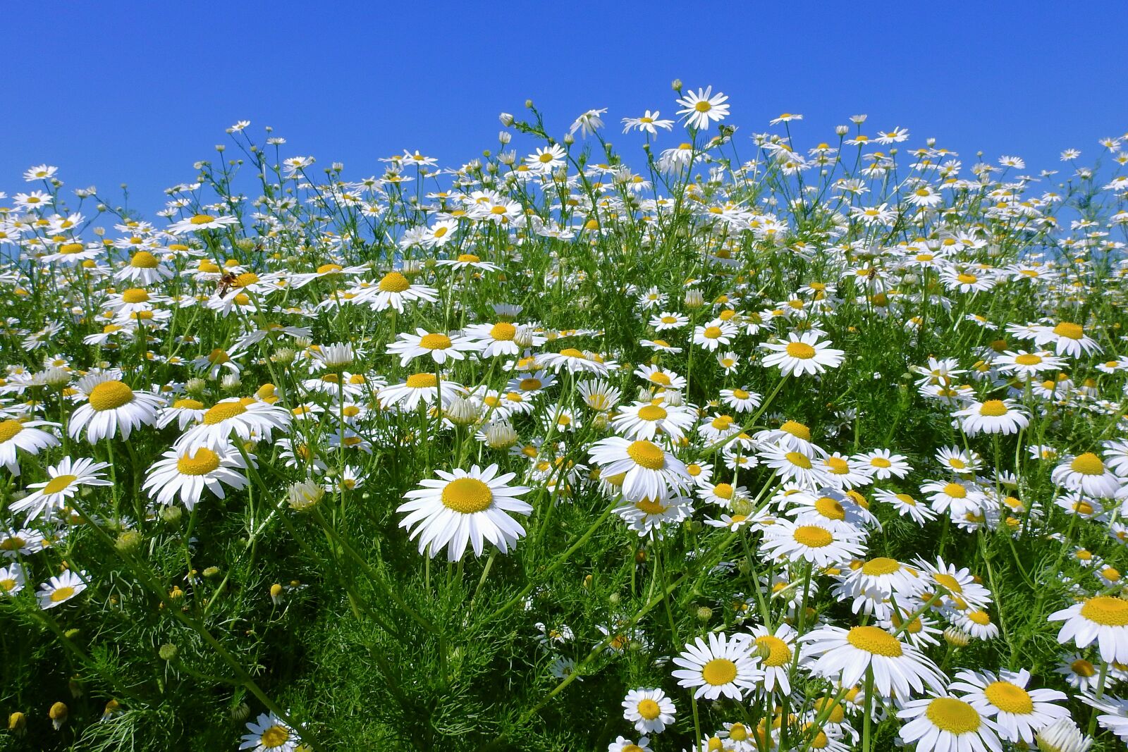 Nikon Coolpix P900 sample photo. Field, flowers, summer photography