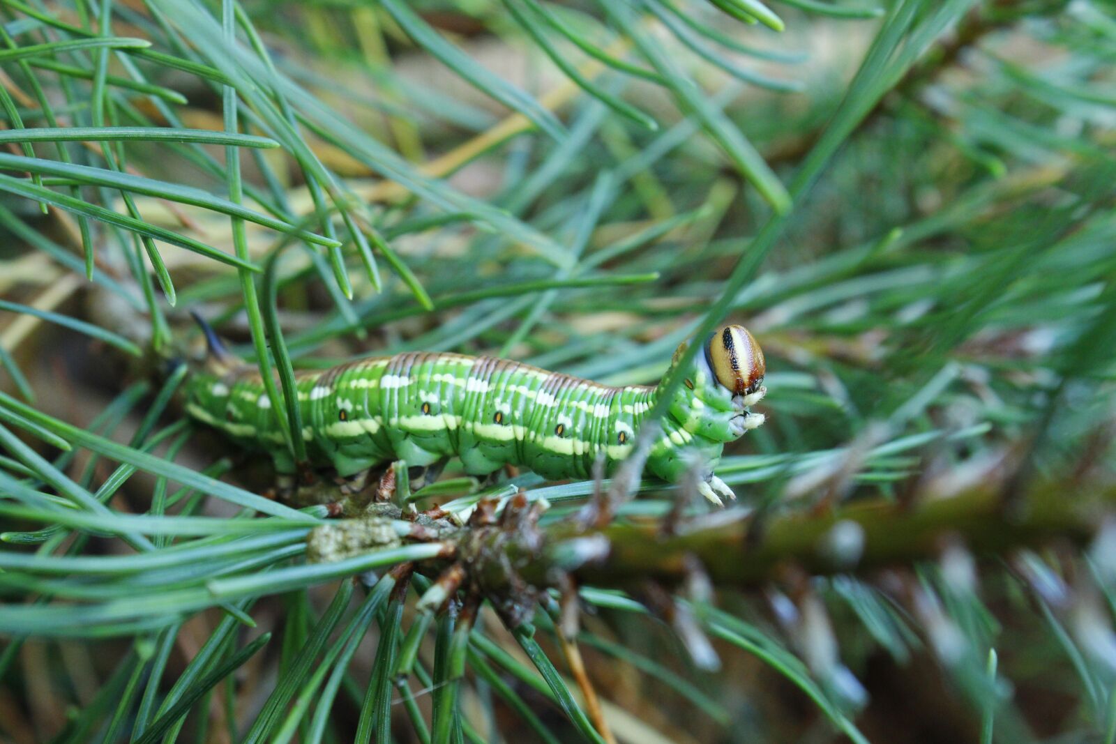 Canon EOS 600D (Rebel EOS T3i / EOS Kiss X5) sample photo. Caterpillar, spruce, butterfly or photography