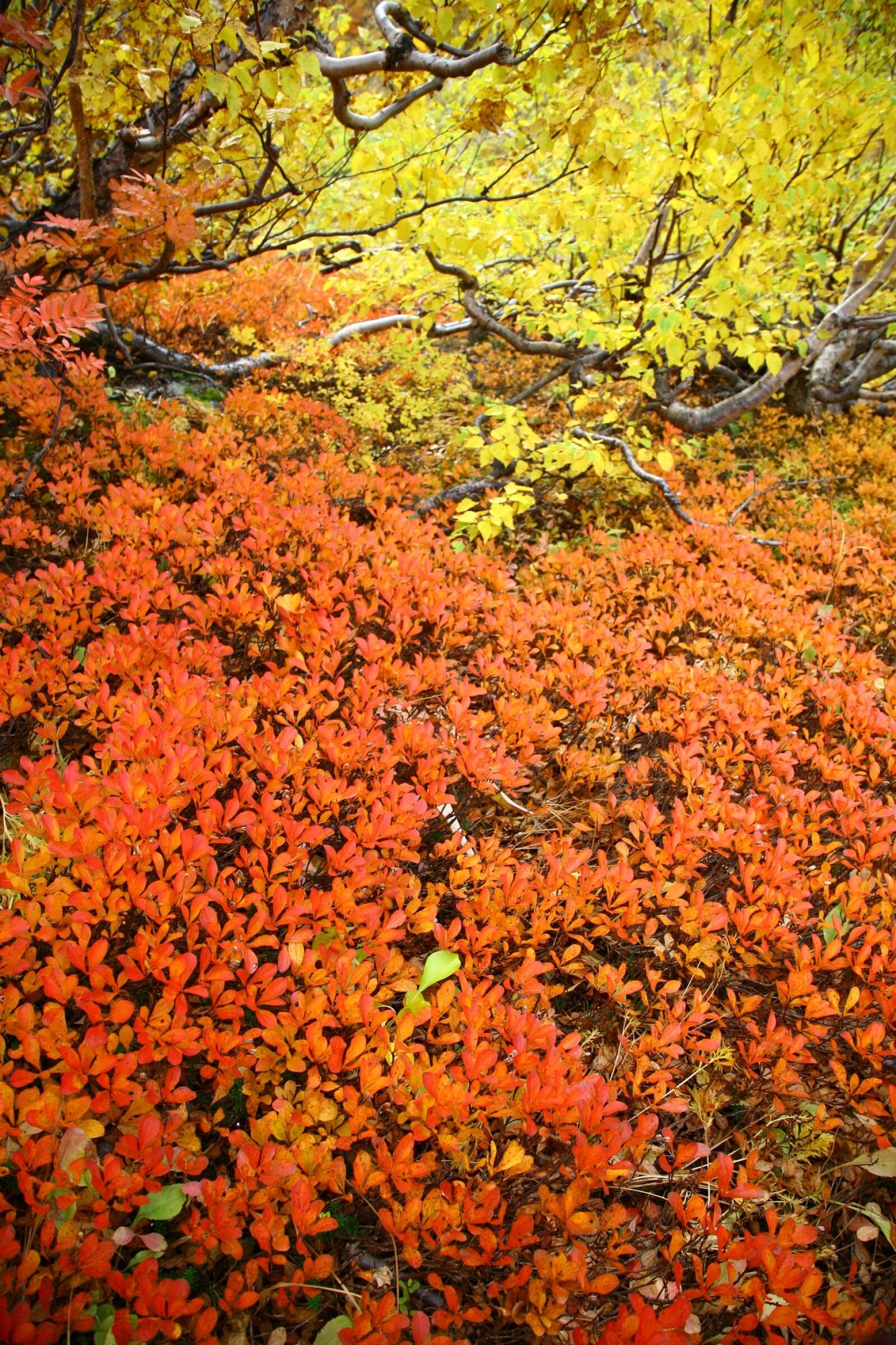 Canon EOS 5D sample photo. Autumn foliage, listopad, autumn photography