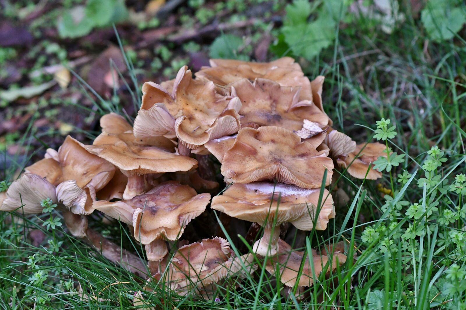 Nikon D500 sample photo. Fungi, autumn, october photography