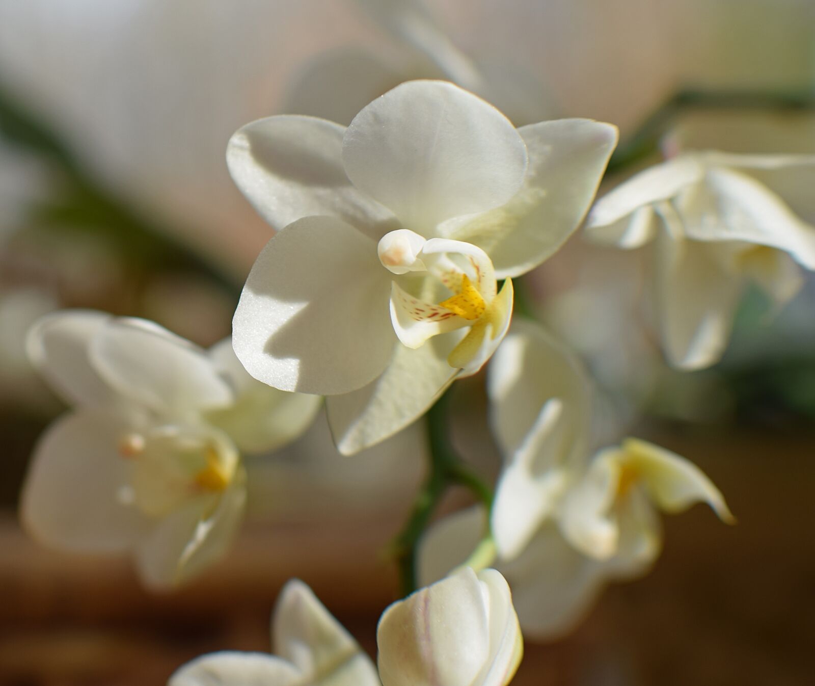 Nikon D3300 sample photo. Hybrid phalaenopsis, phalaenopsis, orchid photography