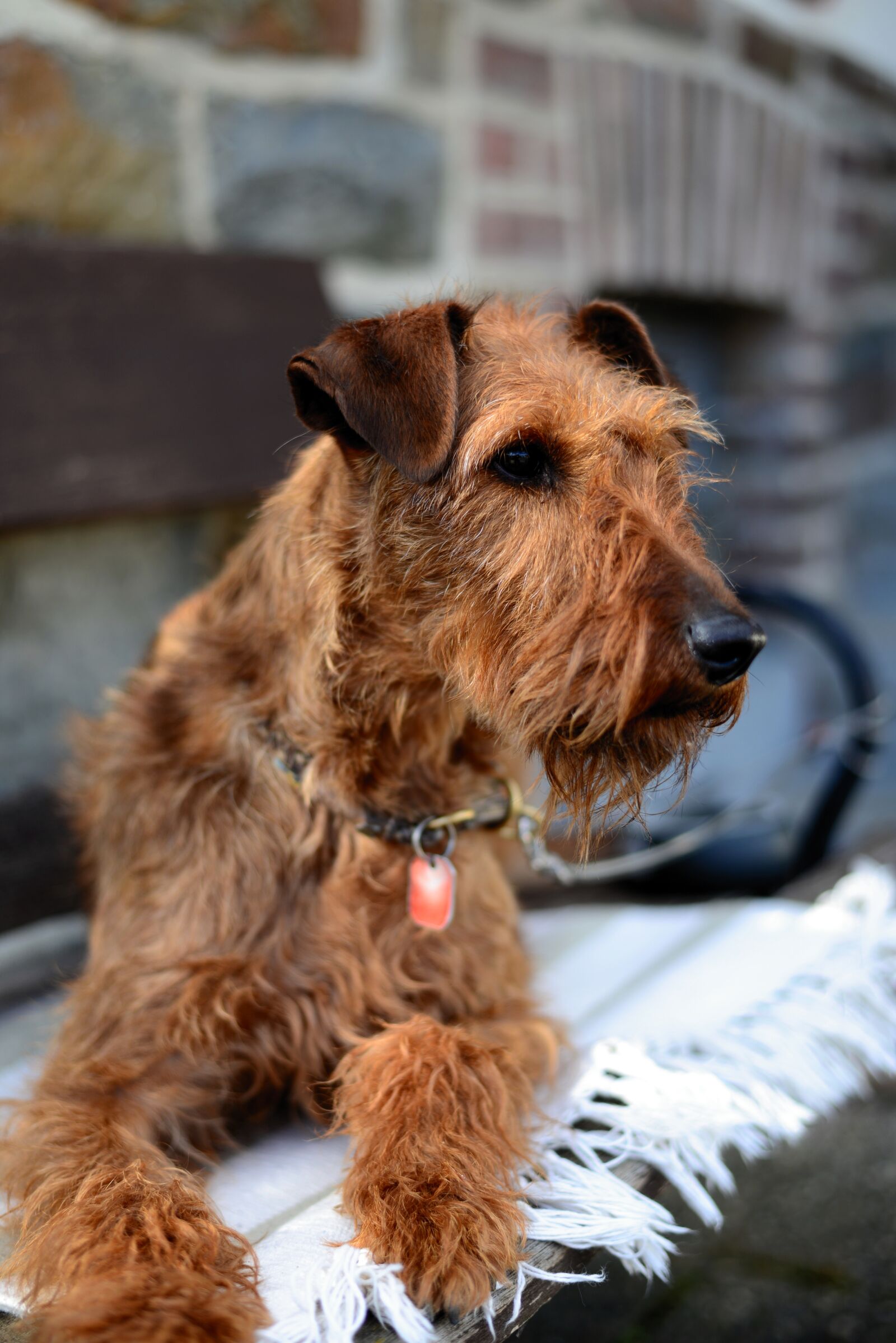 Nikon D610 sample photo. Dog, irish terrier, terrier photography
