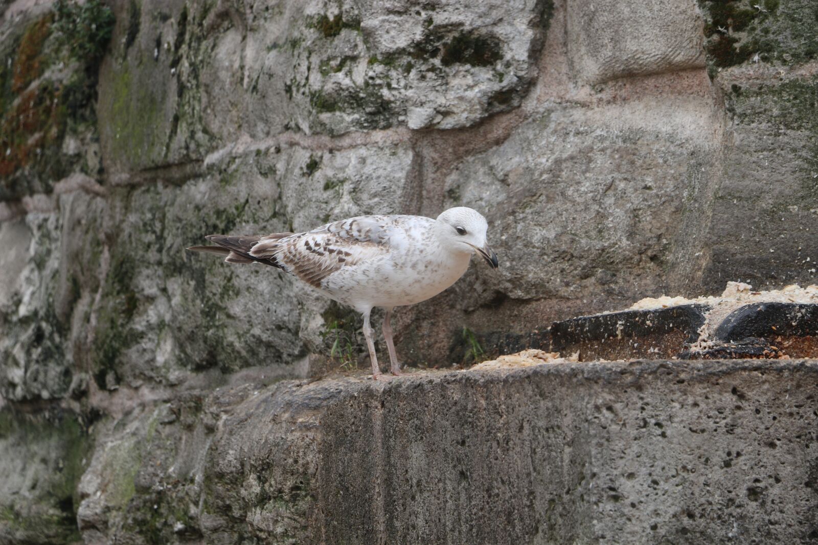 Canon EOS 70D sample photo. Bird, alone, animal photography