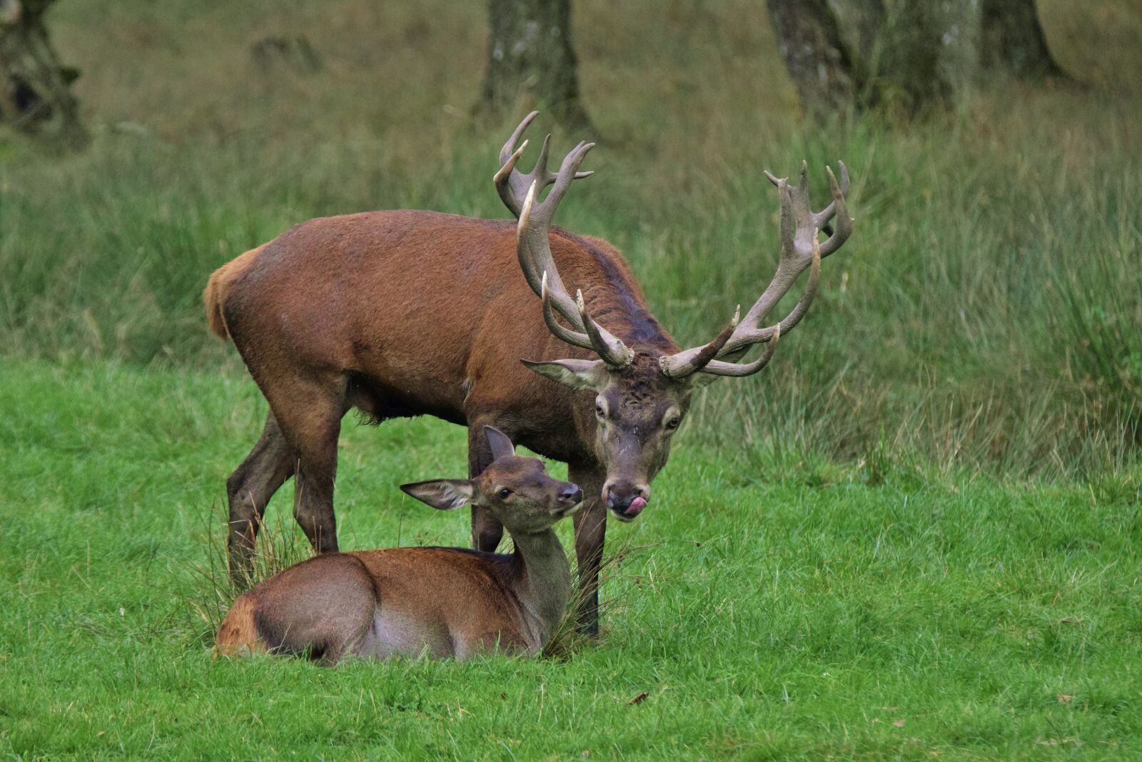 Nikon D5300 sample photo. Deer, deer rutting, wildlife photography