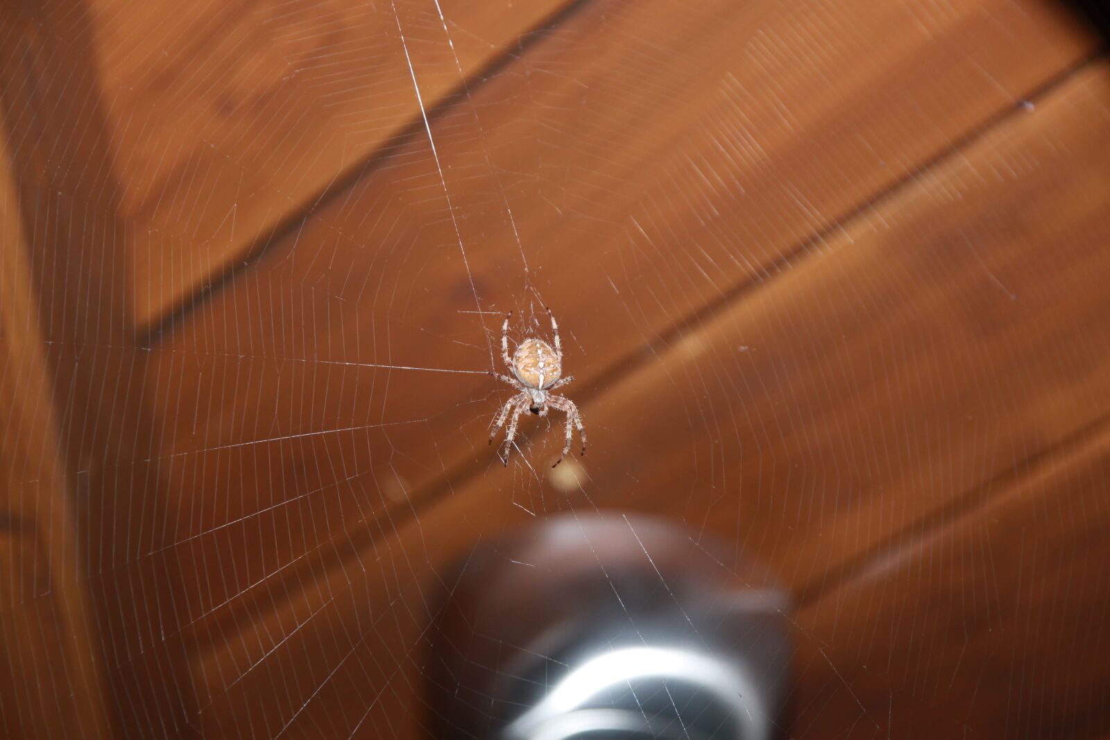 Canon EOS 50D sample photo. Spider, web, insect photography