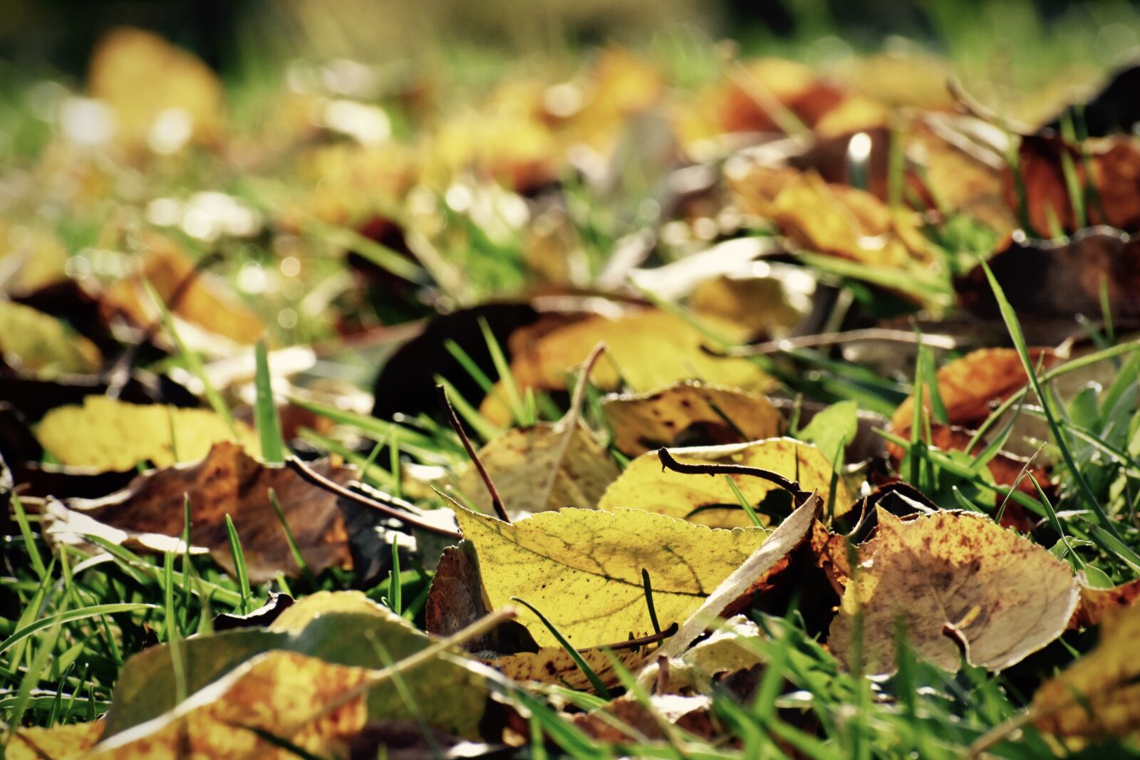 Nikon D3400 sample photo. Leaves, fall, autumn photography