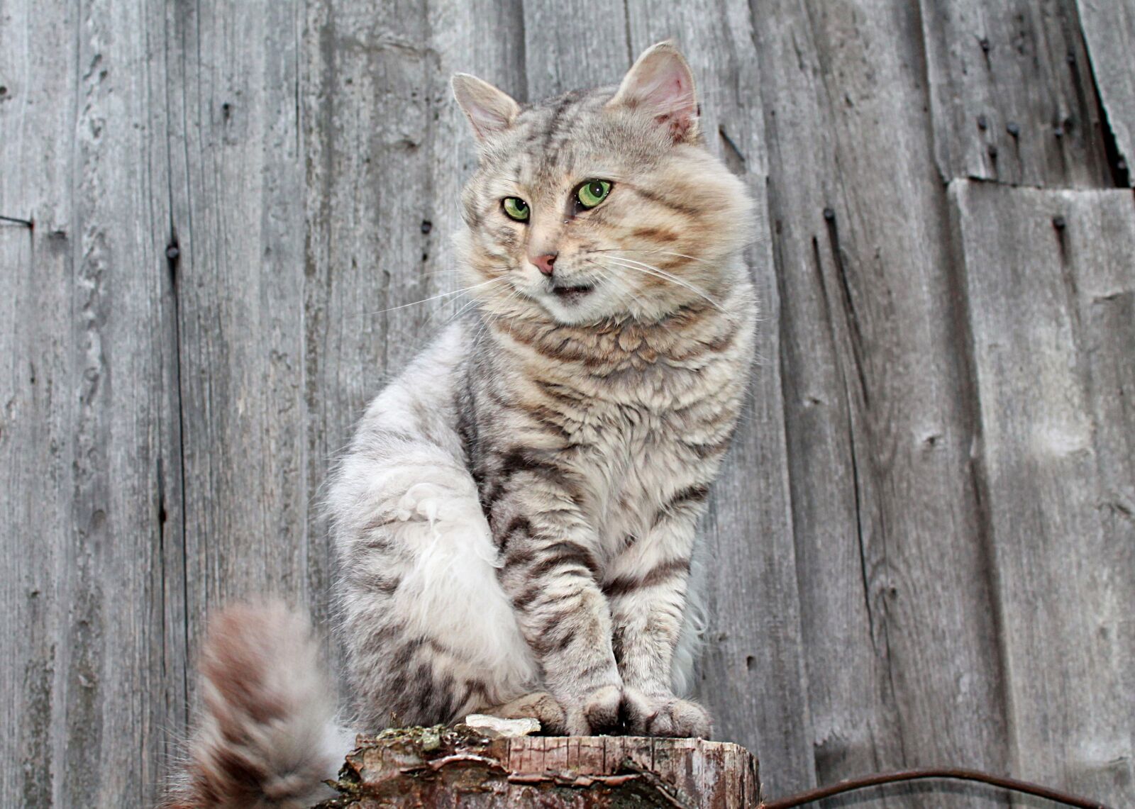 Canon EOS 1100D (EOS Rebel T3 / EOS Kiss X50) sample photo. Cat, cats, pet photography