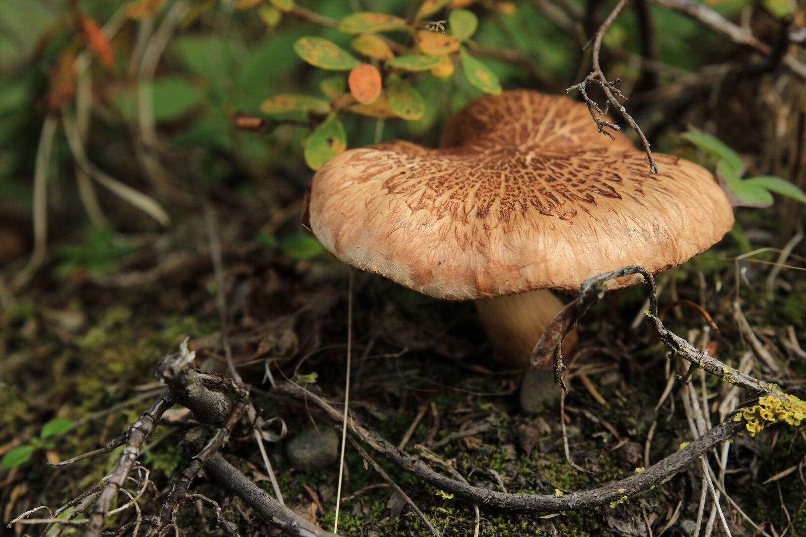 Canon EOS 7D Mark II sample photo. Forest, mushroom, autumn photography