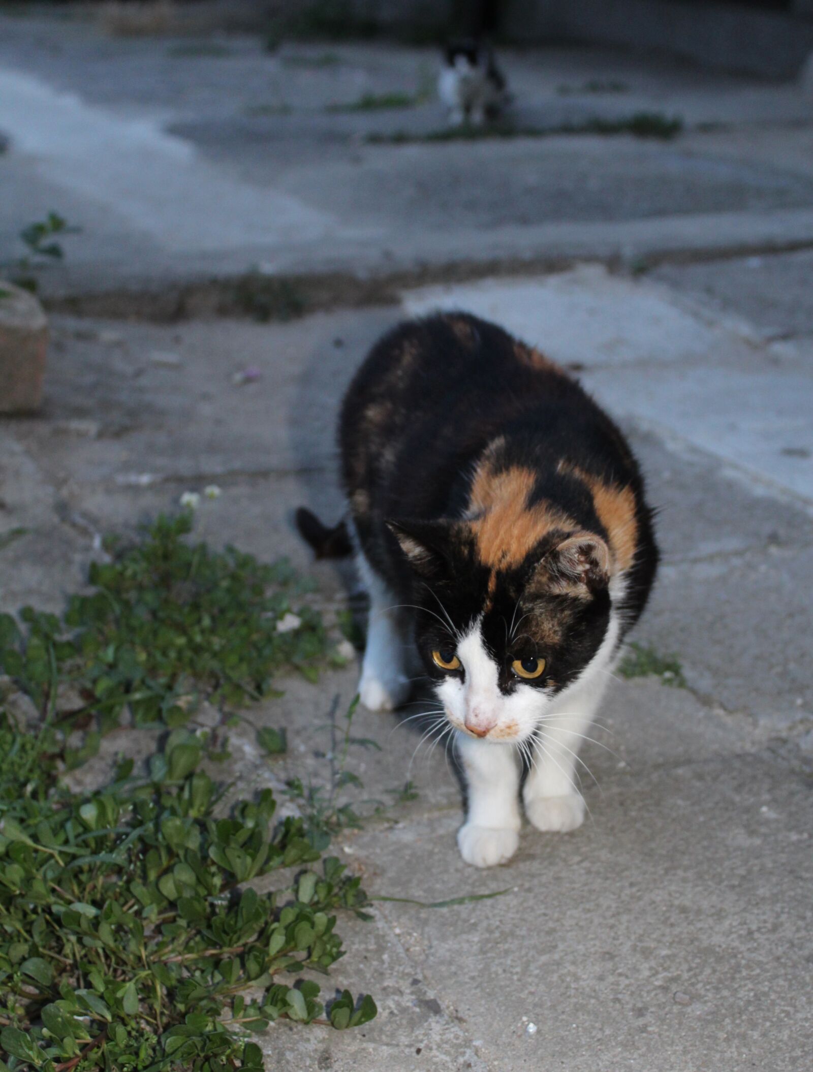 Canon EOS 1300D (EOS Rebel T6 / EOS Kiss X80) sample photo. Cat, colorful, beautiful photography