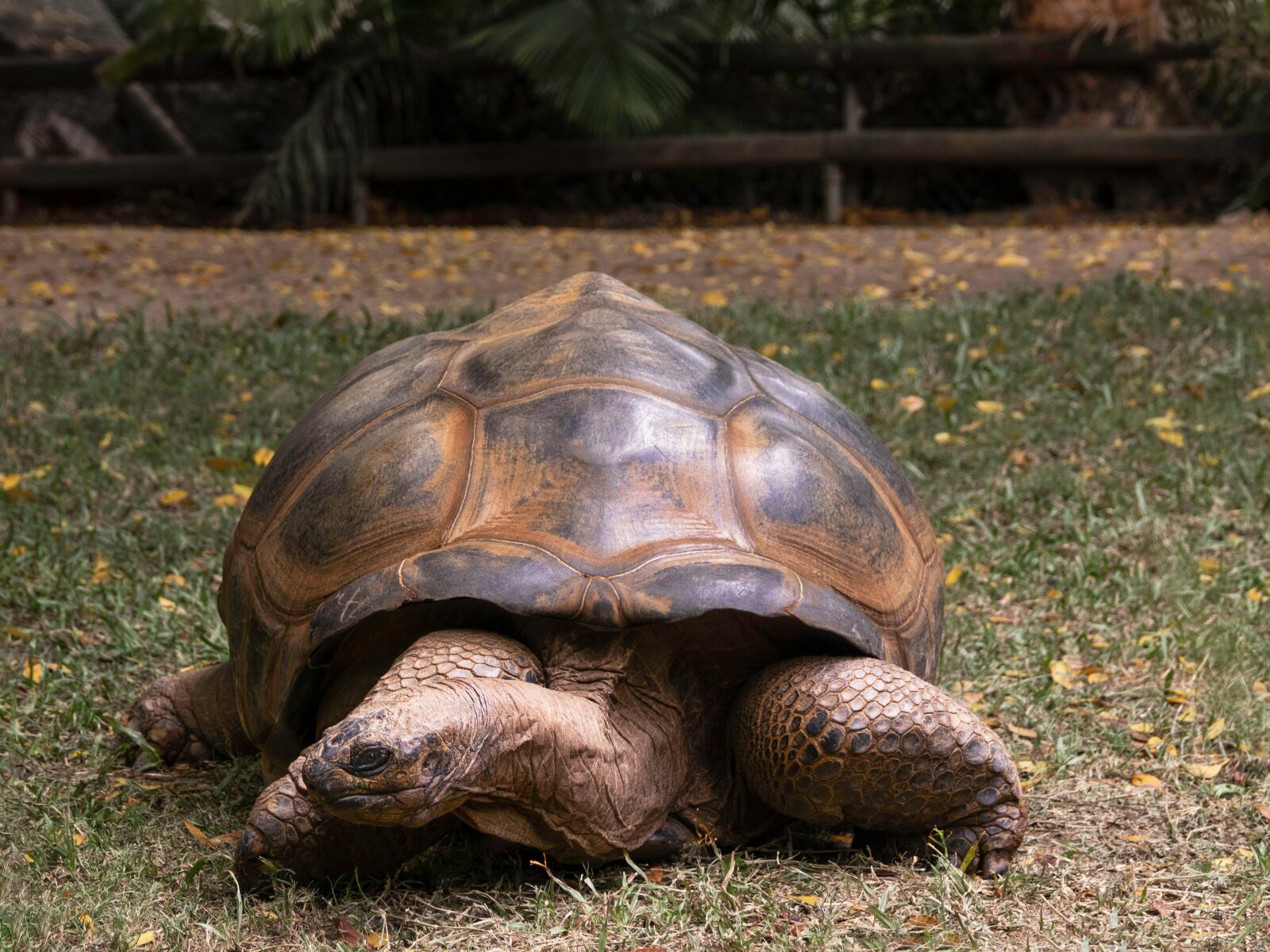 Sony Cyber-shot DSC-RX10 III sample photo. Tortoise, large, slow photography