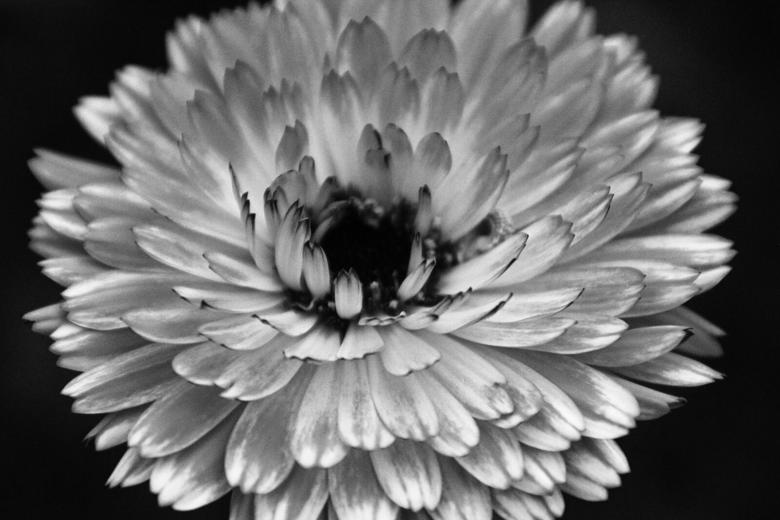 Canon EOS 550D (EOS Rebel T2i / EOS Kiss X4) sample photo. Blossom, bloom, flower photography