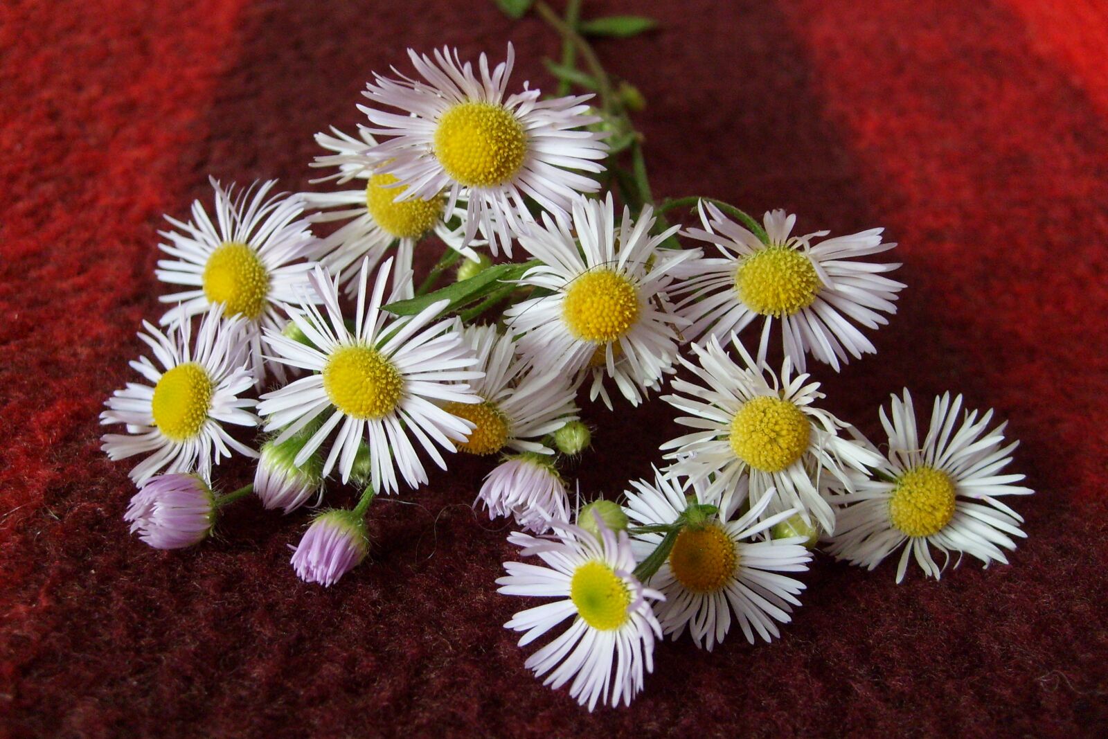 Samsung KENOX S730  / Samsung S730 sample photo. Flowers, decoration, composition photography