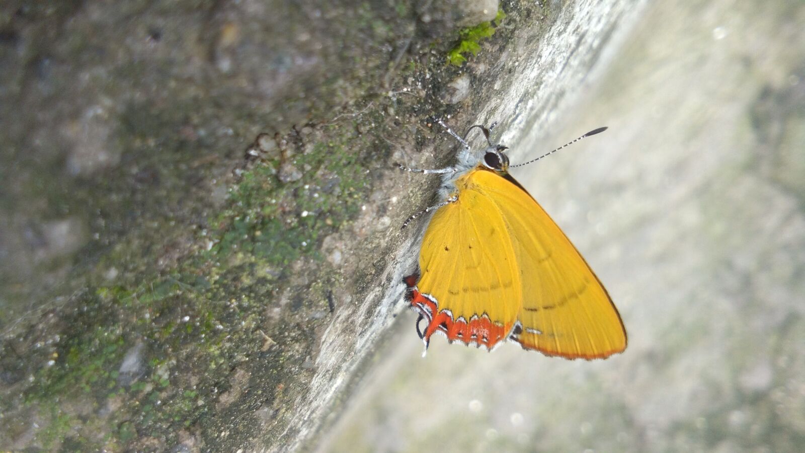 vivo Y53 sample photo. Butterfly, nature, yellow photography