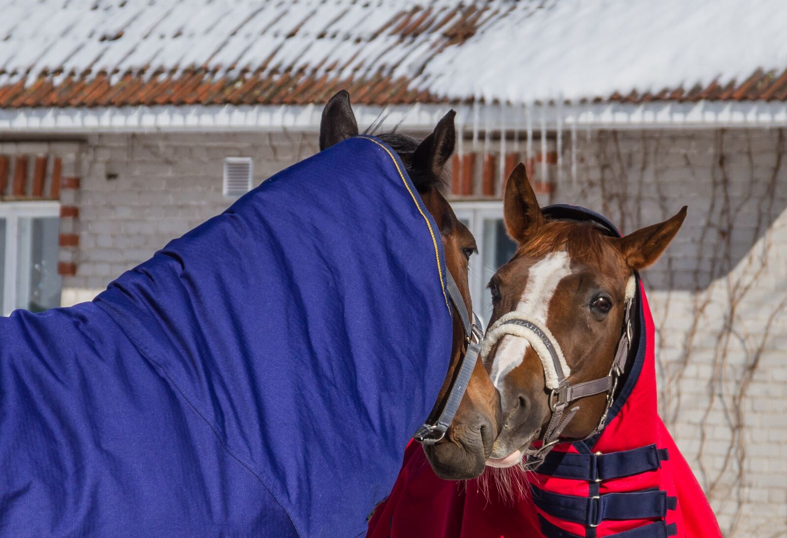 Canon EOS 7D sample photo. Horse, animal, animals photography
