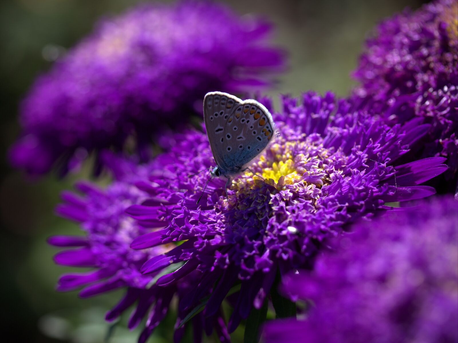 Canon EF-S 60mm F2.8 Macro USM sample photo. Butterfly, blue, mov photography