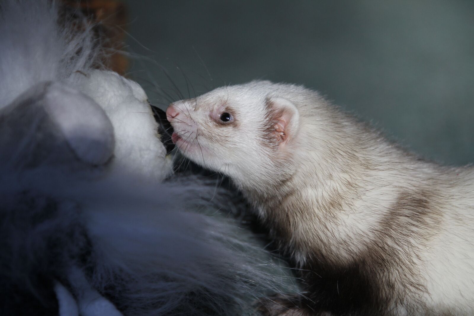 Canon EOS 7D sample photo. Mammal, cute, portrait photography