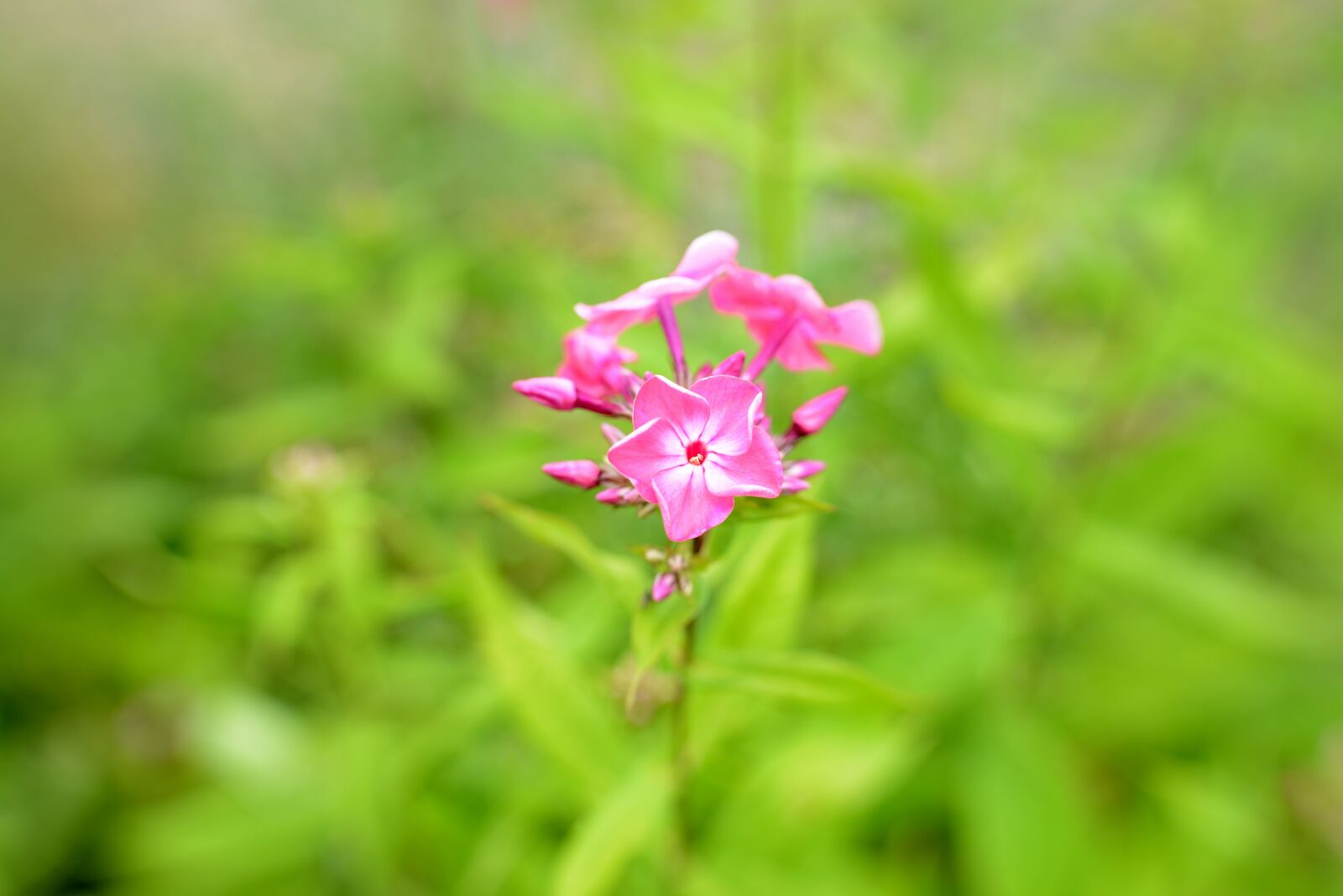Nikon D600 sample photo. Phlox, flowers, flower photography