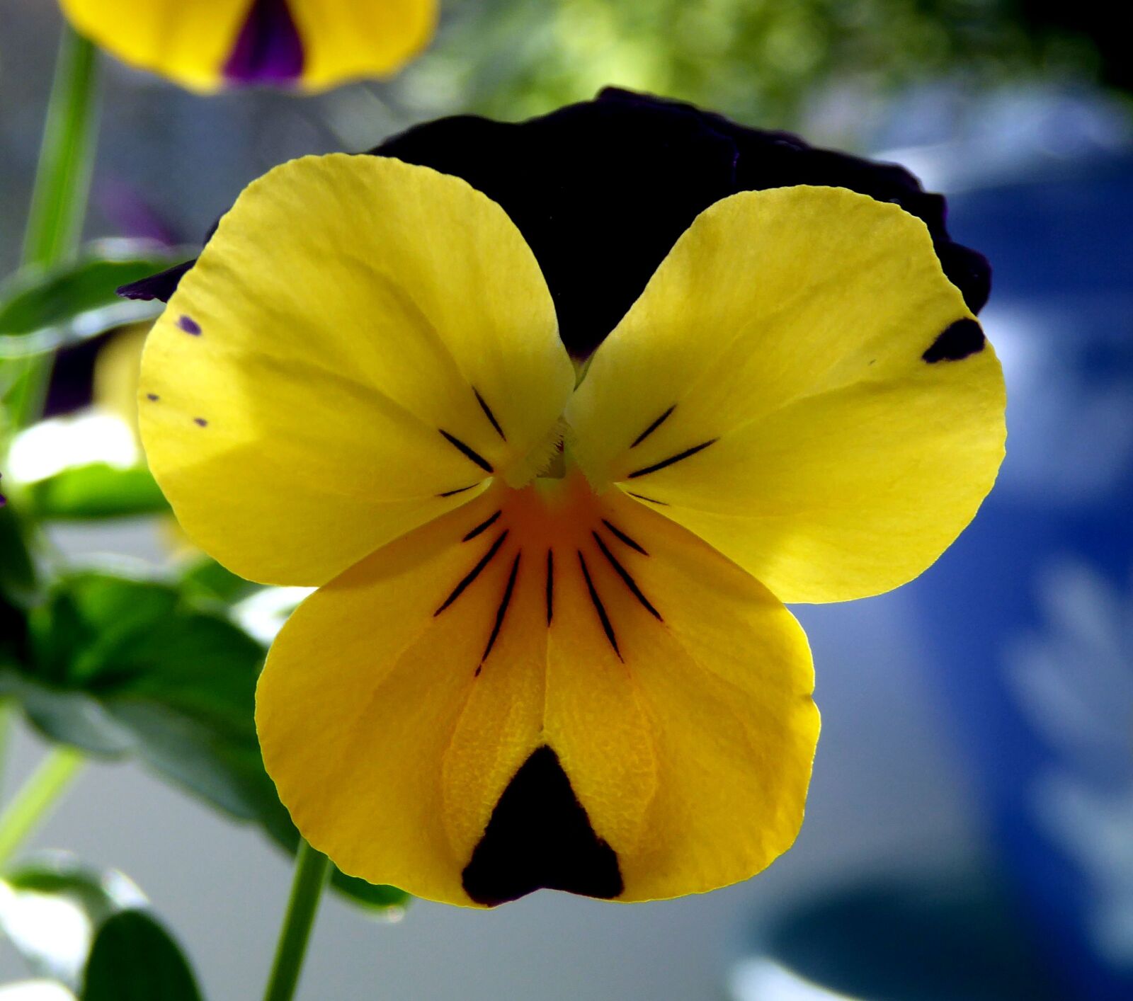 Panasonic DMC-TZ61 sample photo. 400–500, spring, close up photography