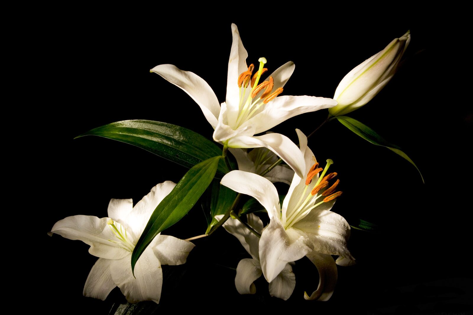 Canon EOS 5D sample photo. Lilies, lily, white photography