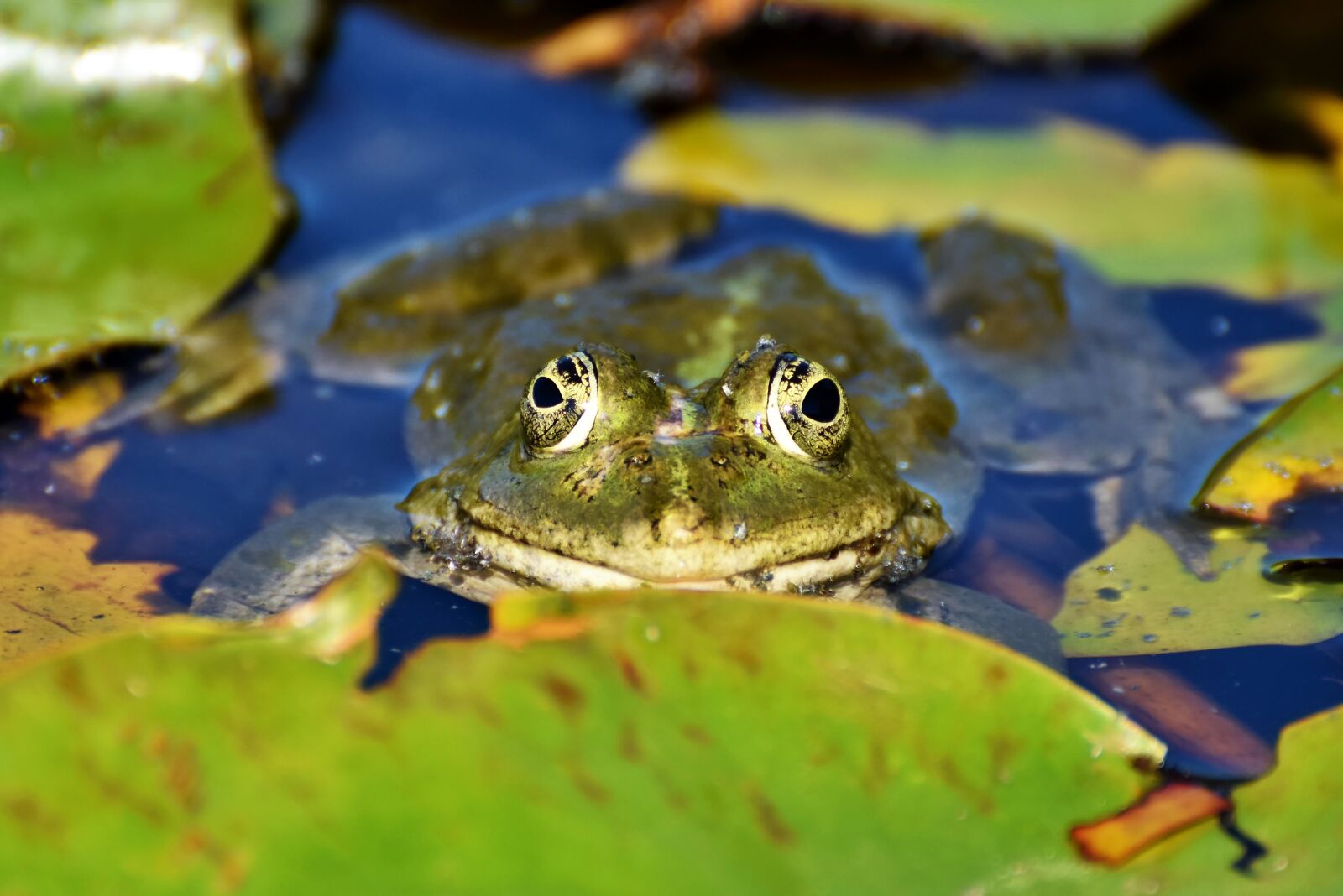 Nikon D7200 sample photo. Frog, toad, amphibians photography