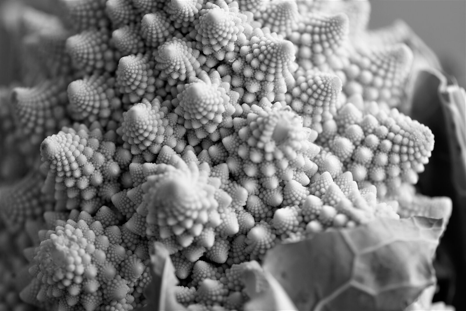 Nikon D5500 sample photo. Romanesco, vegetables, cauliflower photography
