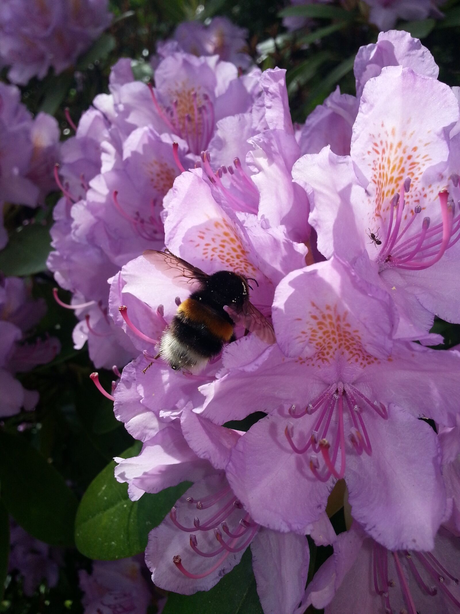 Samsung Galaxy S3 sample photo. Purple, leaf, flowers photography