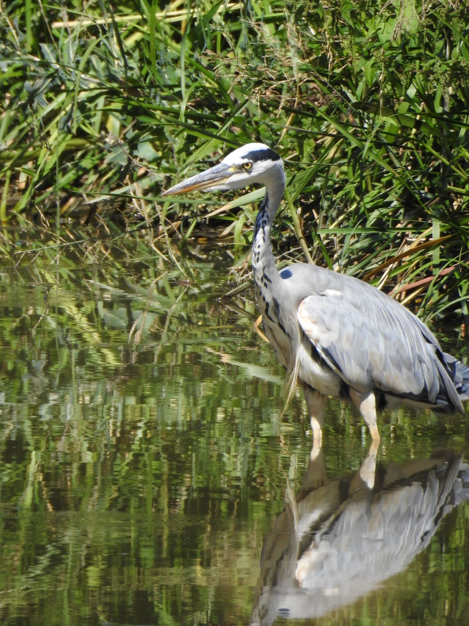 Nikon Coolpix P900 sample photo. Bird, pond, heron photography