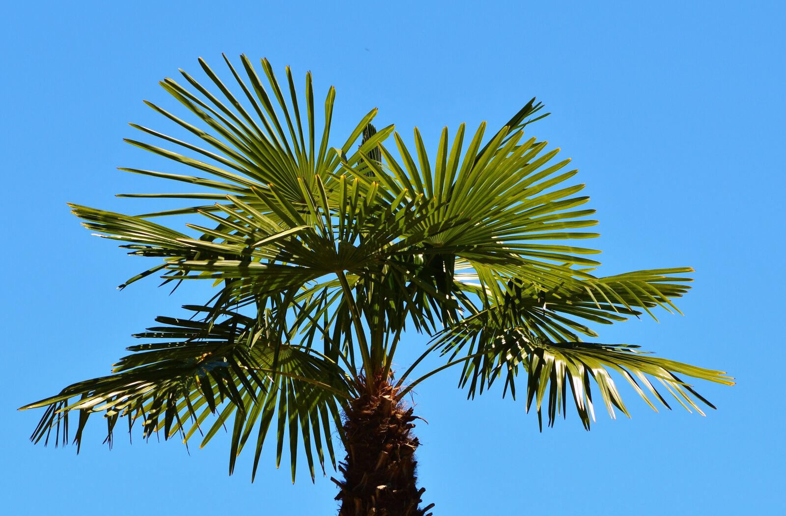 Nikon D3200 sample photo. Palm, plant, fan palm photography