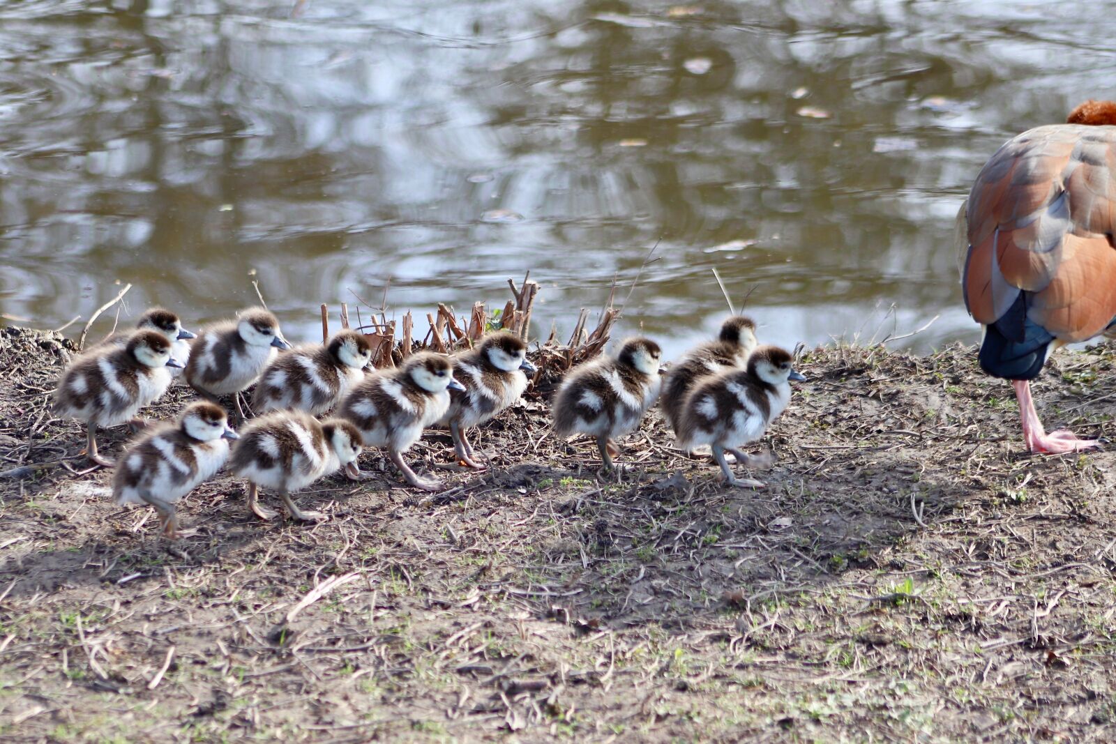 Canon EOS 800D (EOS Rebel T7i / EOS Kiss X9i) sample photo. Chicks, goslings, single file photography