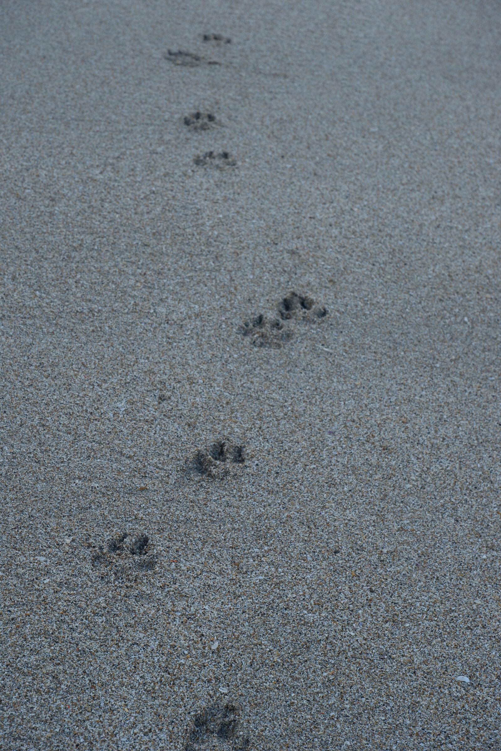 Fujifilm X-A5 sample photo. Feet, sea, footprints photography