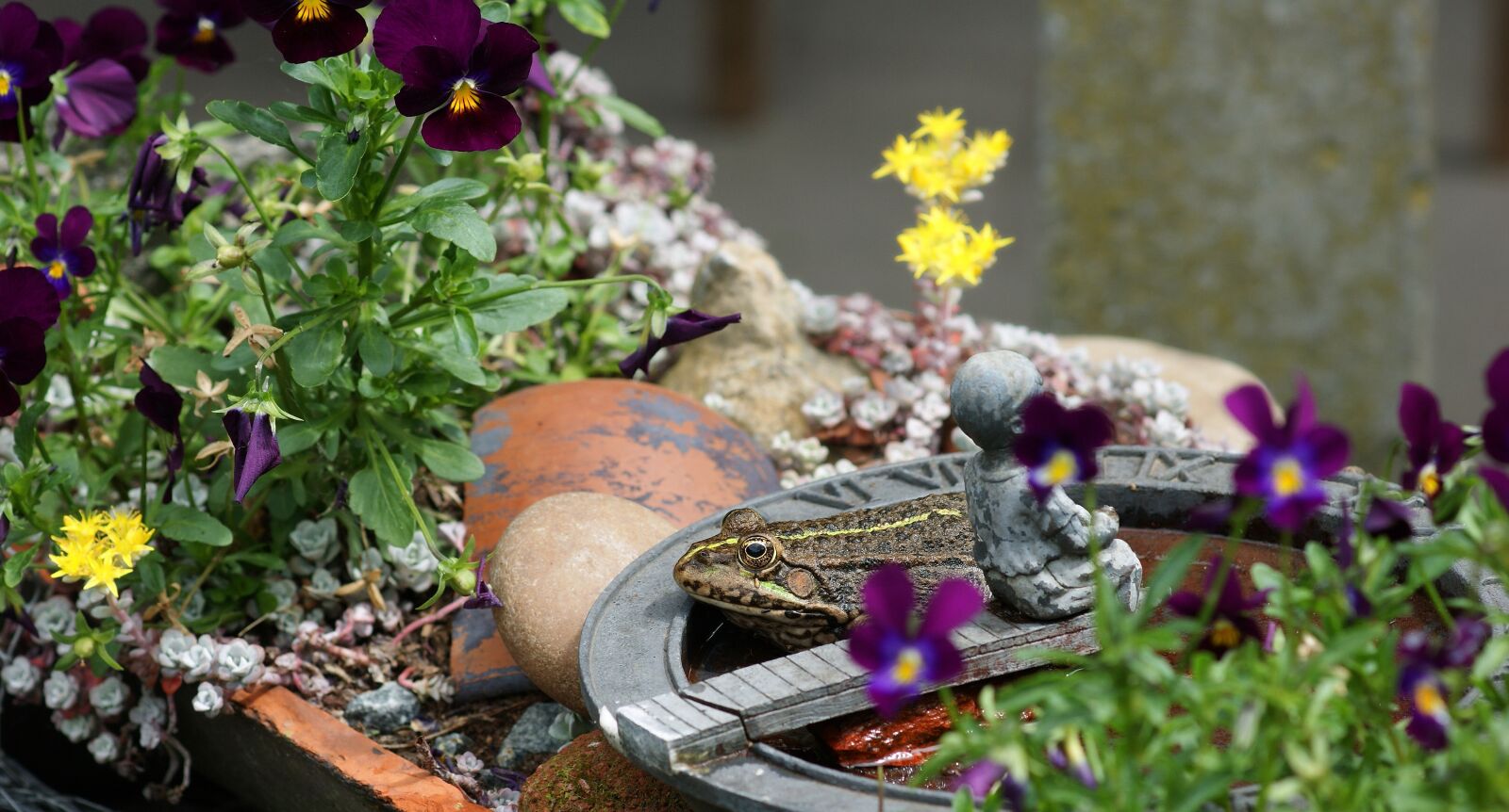 Sony Alpha DSLR-A390 sample photo. Frog, amphibian, water photography