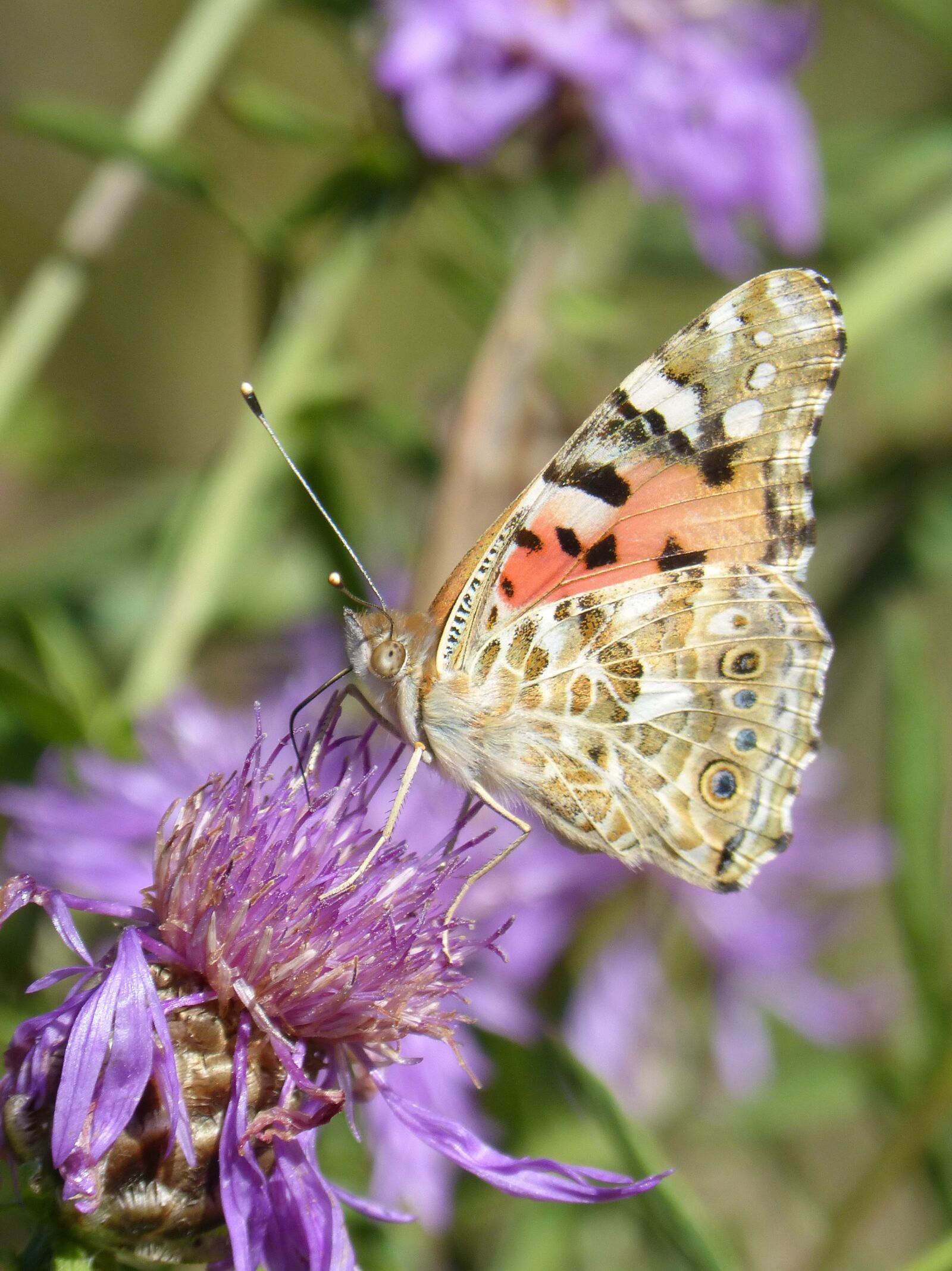 Panasonic DMC-FZ62 sample photo. Butterfly, thistle flower, libar photography