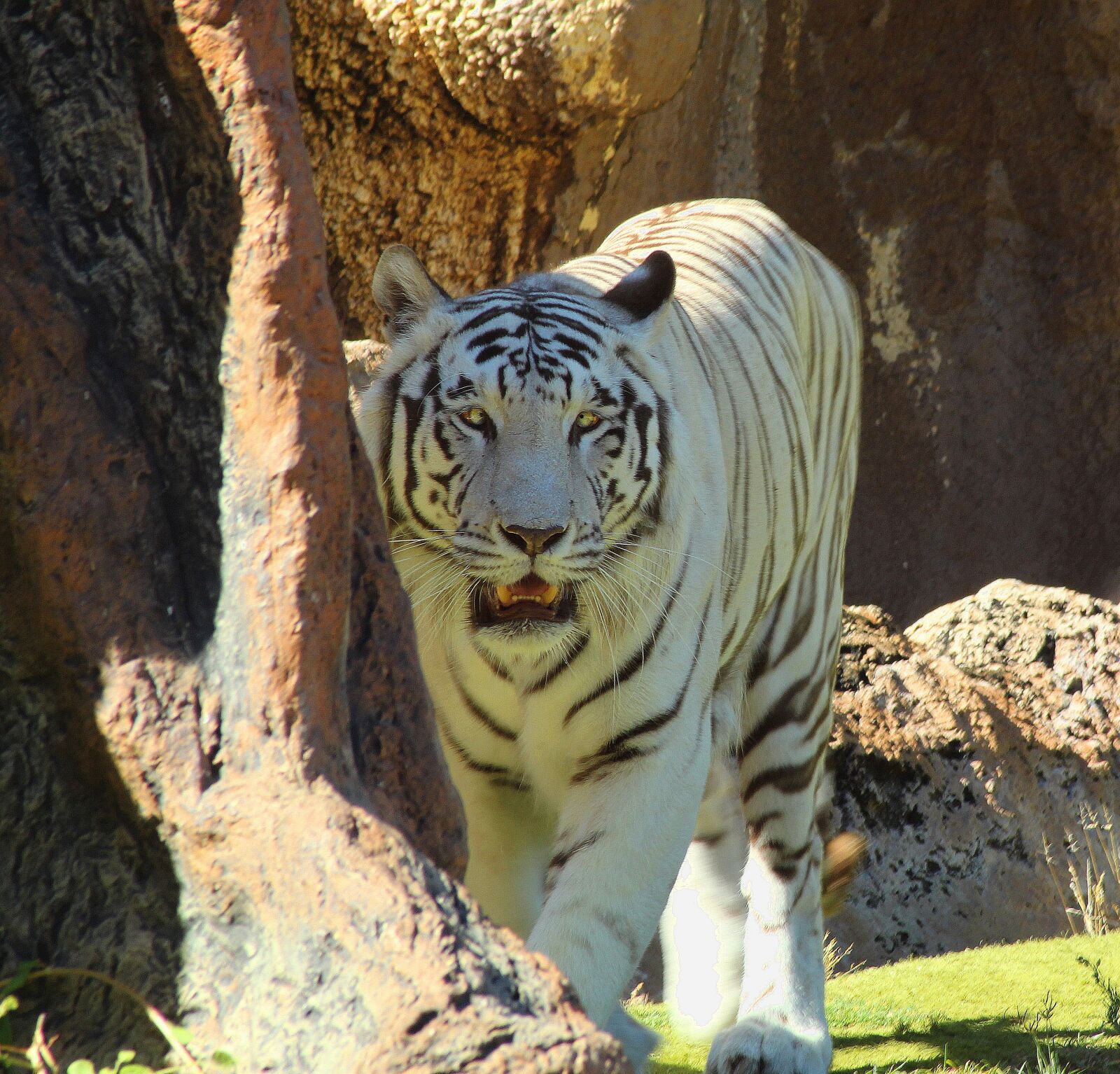 Canon EOS 1300D (EOS Rebel T6 / EOS Kiss X80) sample photo. Tiger, hunts, dangerous photography