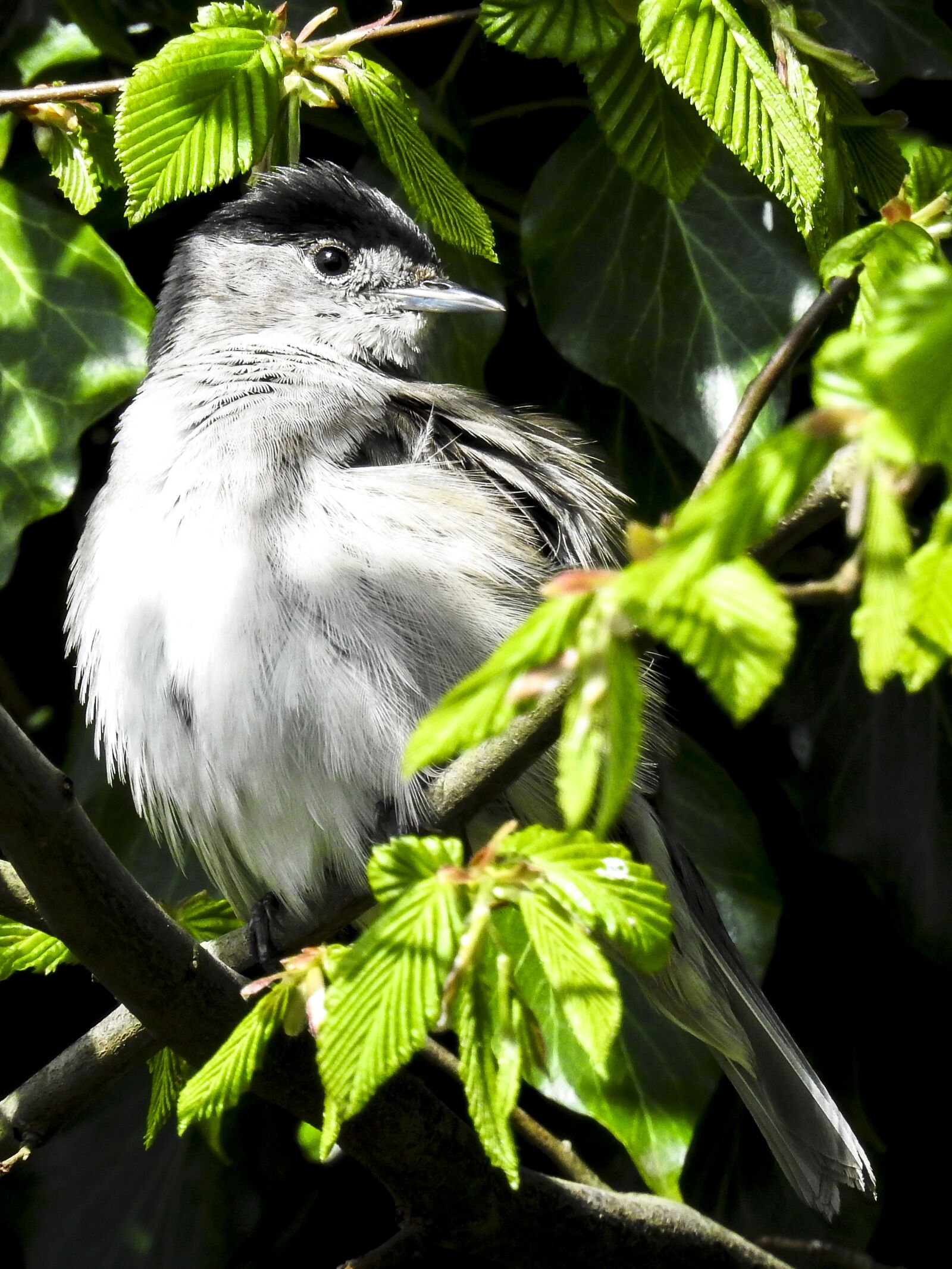 Nikon Coolpix P900 sample photo. Blackcap, bird, songbird photography