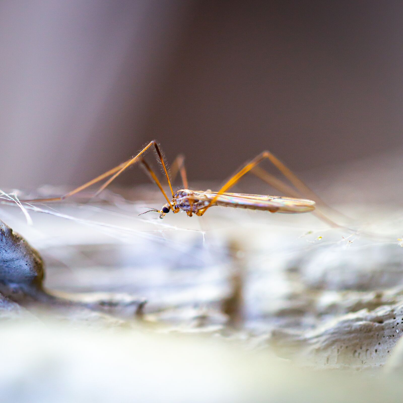 Canon EOS 5D Mark III sample photo. Mosquito, spider, web photography