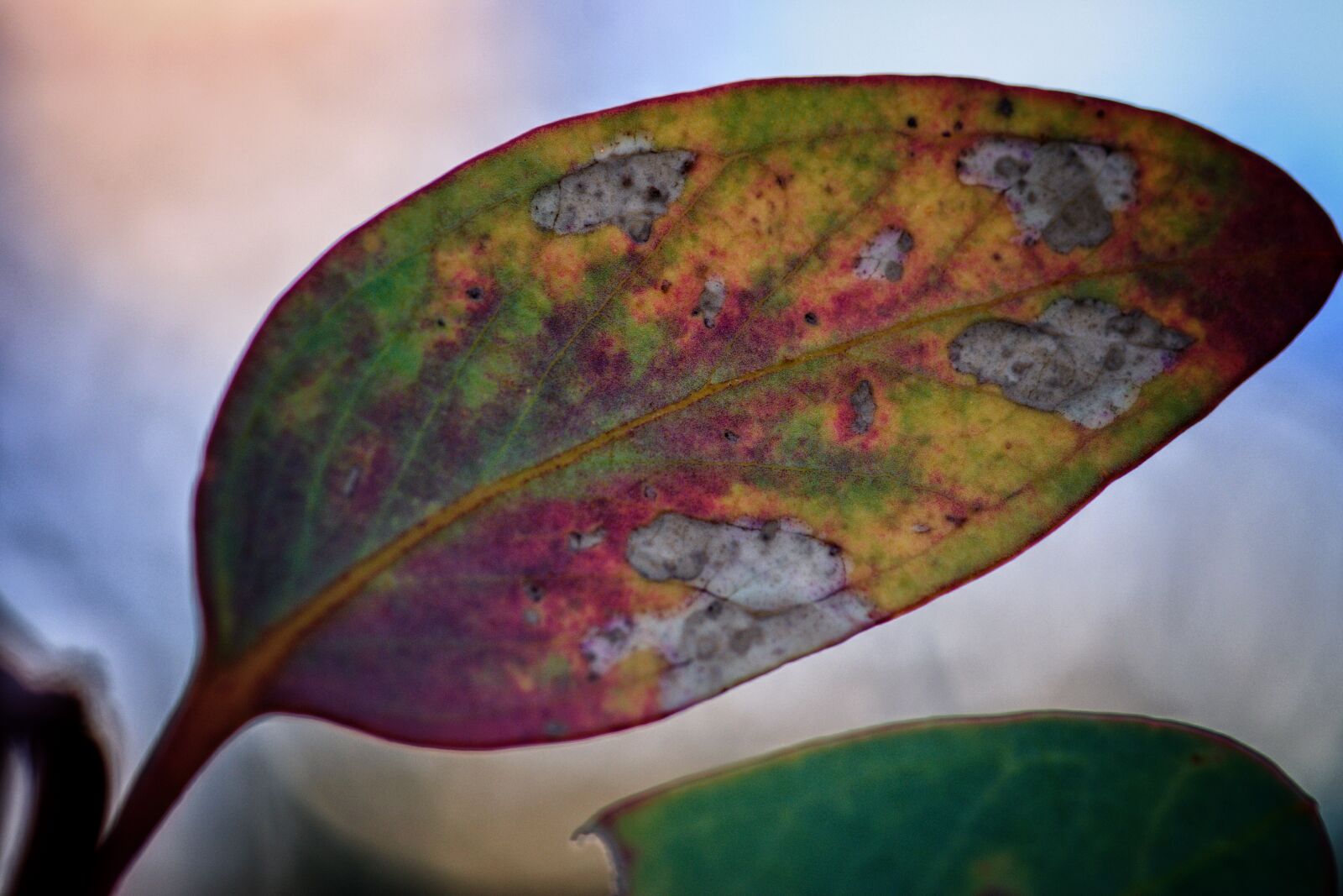 Nikon D3300 sample photo. Leaf, tree, australia photography