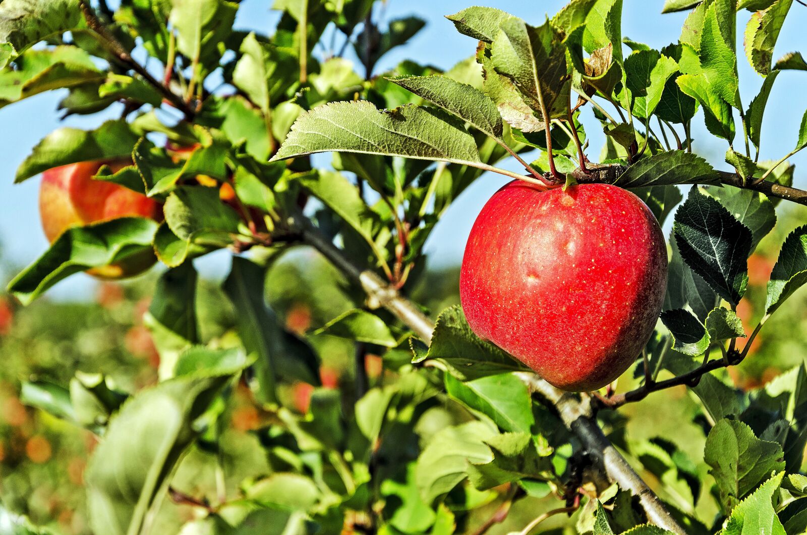 Nikon D5100 sample photo. Poland, celej w, apple photography