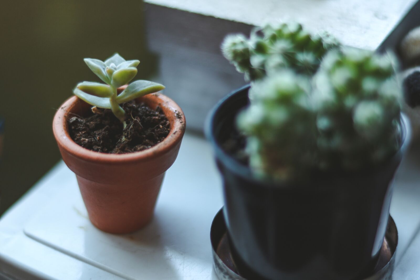 Canon EOS 750D (EOS Rebel T6i / EOS Kiss X8i) sample photo. Plant, green, pot photography