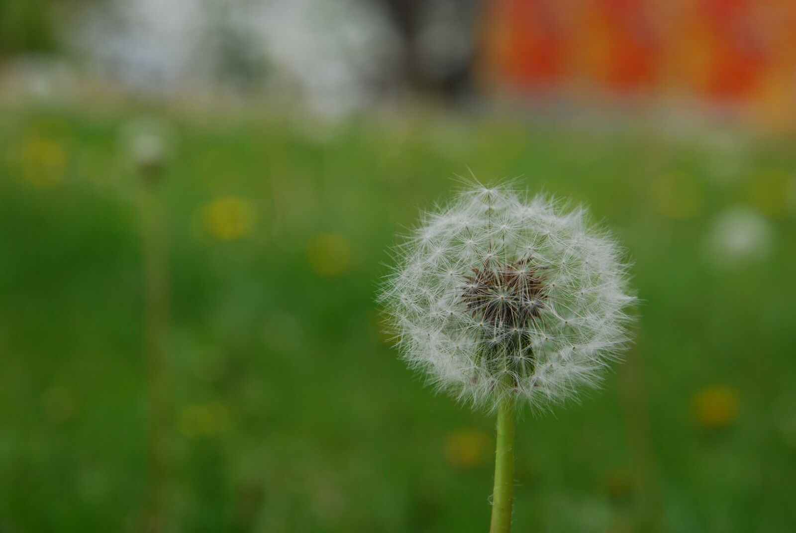 Nikon D80 sample photo. Dandelion, autumn, lawn photography