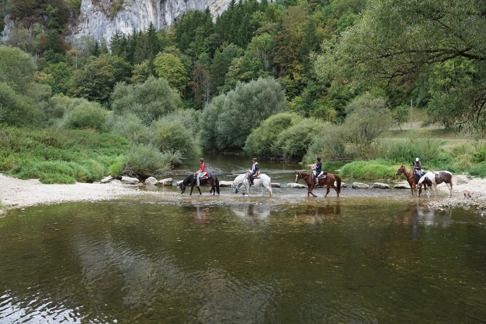 Sony ILCA-77M2 sample photo. Horses, danube, water photography