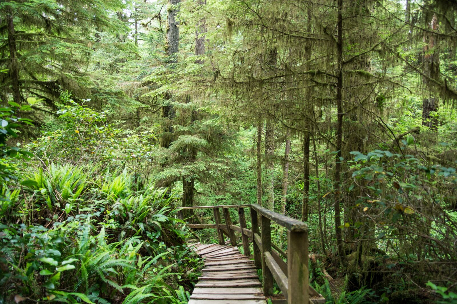 Nikon D3200 sample photo. Forest, trail, trees photography