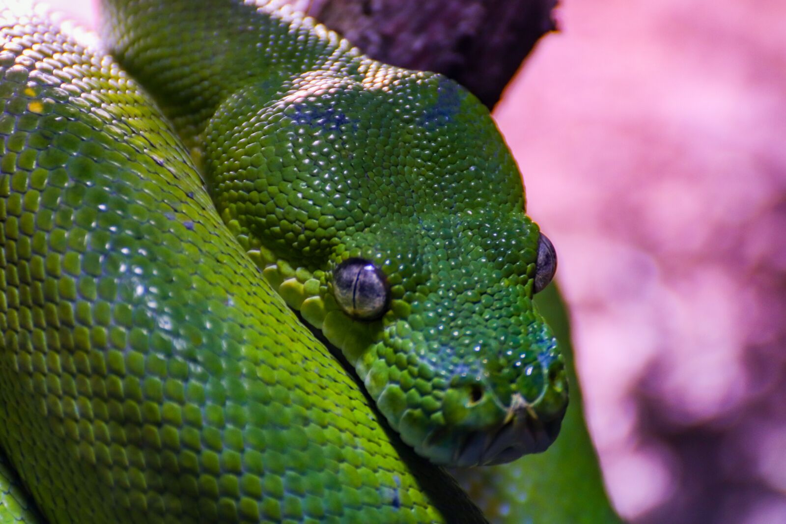 Canon EOS 800D (EOS Rebel T7i / EOS Kiss X9i) sample photo. Snake, toxic, animal photography