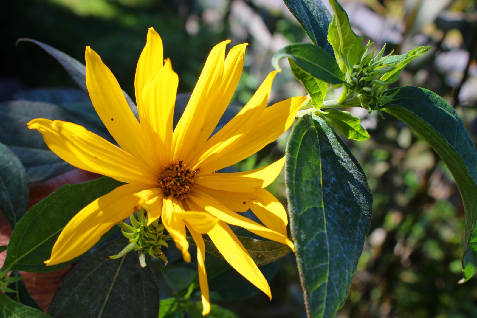 Canon EOS 600D (Rebel EOS T3i / EOS Kiss X5) sample photo. Flower, petals, leaves photography