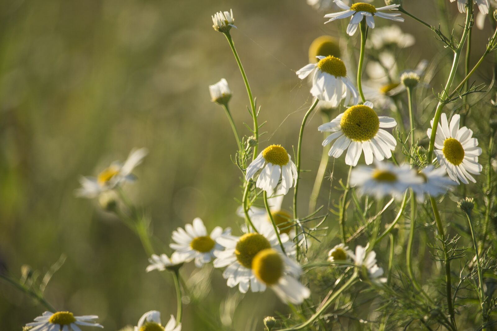 Canon EF-S 55-250mm F4-5.6 IS STM sample photo. Chamomile, herbs, evening photography