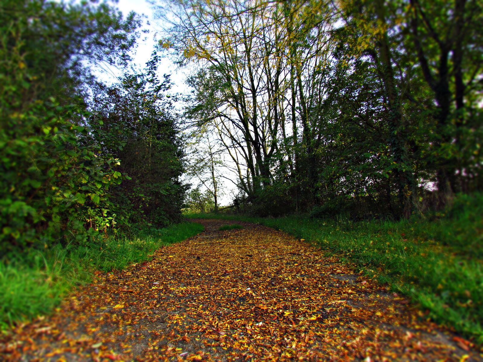 Canon PowerShot SX30 IS sample photo. Landscape, autumn, autumn gold photography
