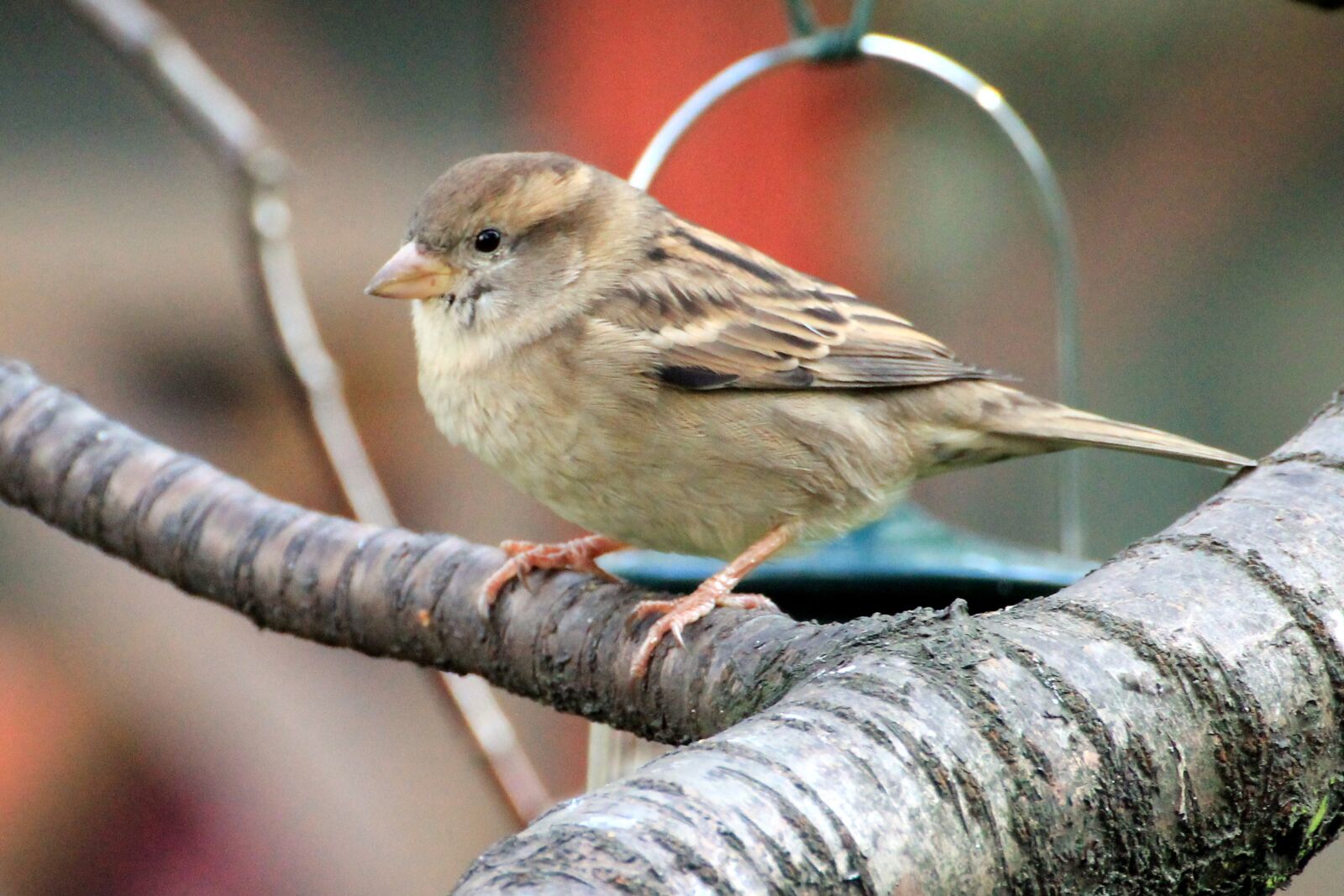 Canon EOS 1100D (EOS Rebel T3 / EOS Kiss X50) sample photo. Bird, sparrow, sperling photography