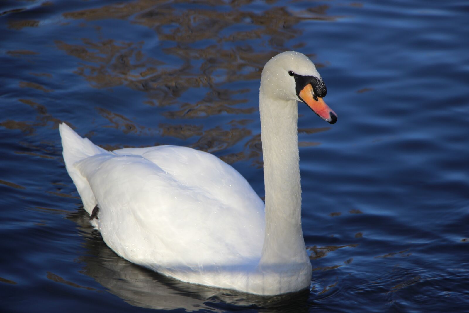 Canon EOS 600D (Rebel EOS T3i / EOS Kiss X5) + Canon EF-S 18-135mm F3.5-5.6 IS STM sample photo. Bird, water bird, swan photography