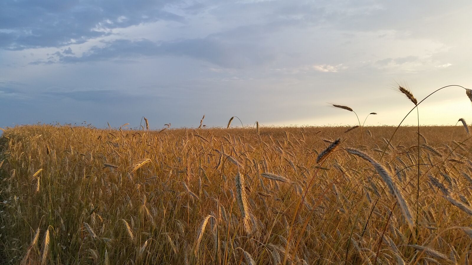 Samsung Galaxy S5 sample photo. Field, corn, nature photography
