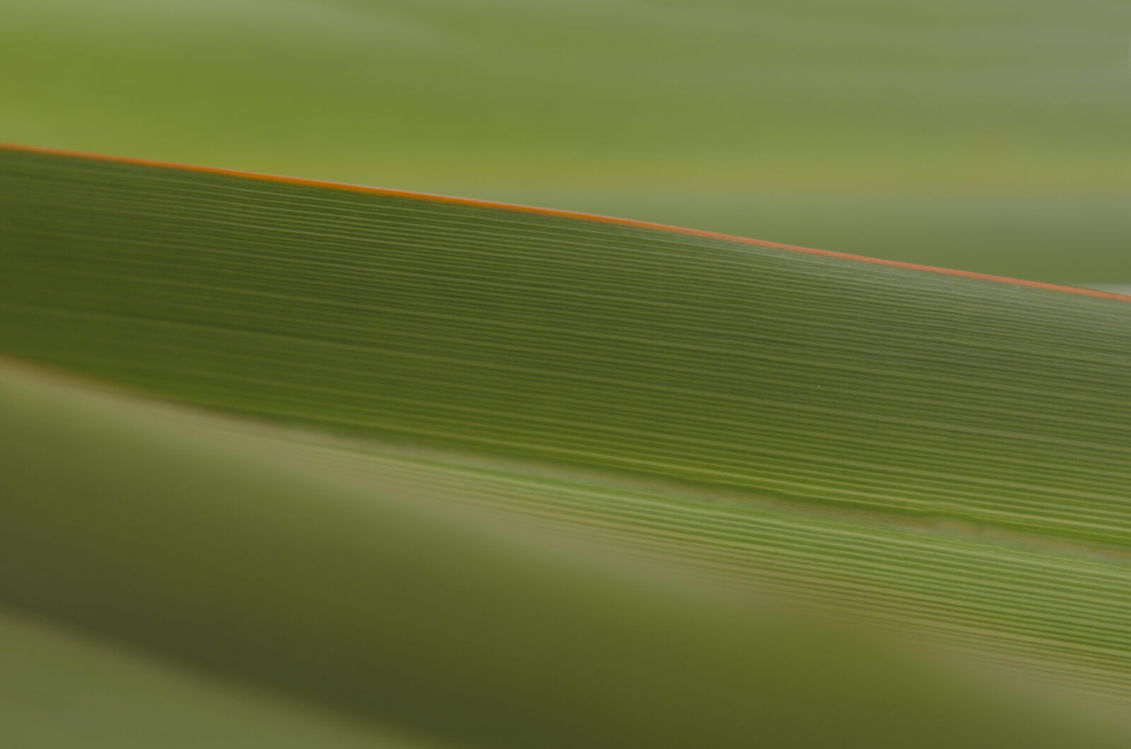 Nikon D7000 + Nikon AF-S Nikkor 50mm F1.8G sample photo. Abstract, abstrato, background, brazilian photography